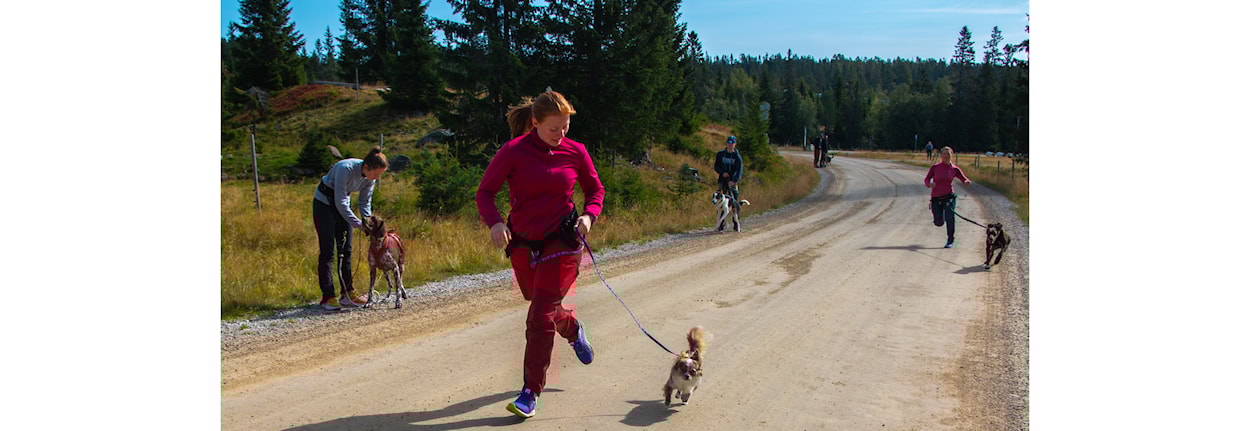 Minikurs i trekktrening med hund